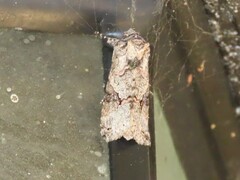 Spodoptera