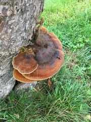 Inonotus hispidus