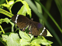 Papilio aegeus