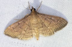 Herpetogramma licarsisalis