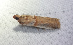Hypargyria metalliferella