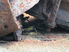 Leptograpsus variegatus