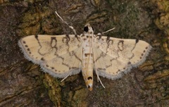 Lamprosema tampiusalis