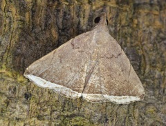 Lysimelia alstoni