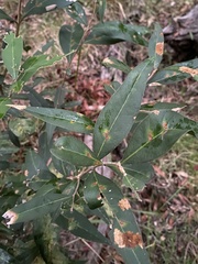 Notelaea longifolia