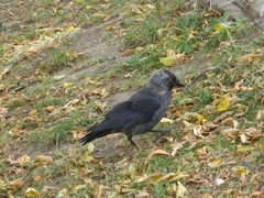 Corvus monedula