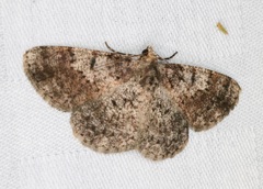 Psilalcis galsworthyi