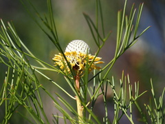 Isopogon anethifolius