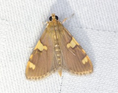 Rehimena surusalis