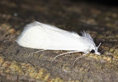 Scirpophaga
