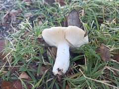 Russula fragilis