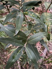Notelaea longifolia