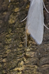 Scirpophaga