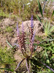 Lachenalia mutabilis