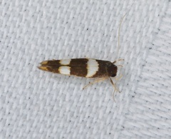 Stathmopoda paradiplaspis