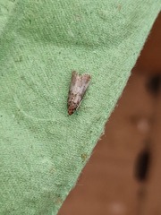 Acrobasis advenella