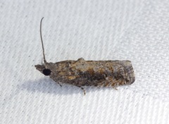 Strepsicrates semicanella