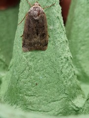 Noctua janthina