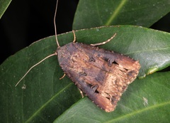 Agrotis ipsilon
