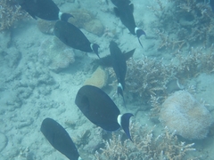 Acanthurus blochii