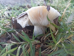 Russula fragilis