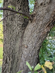 Celtis occidentalis