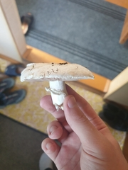 Agaricus arvensis