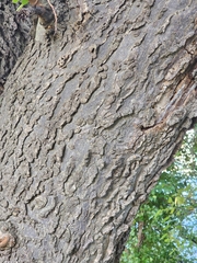 Celtis occidentalis