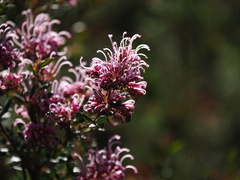Grevillea sericea