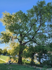 Celtis occidentalis