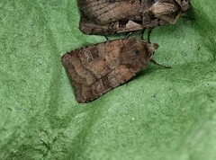Diarsia rubi