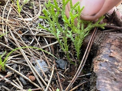 Diphasiastrum complanatum