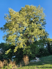 Celtis occidentalis