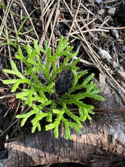 Diphasiastrum complanatum