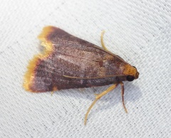 Hypsopygia