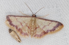 Idaea impexa