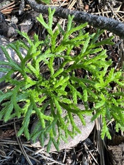 Diphasiastrum complanatum