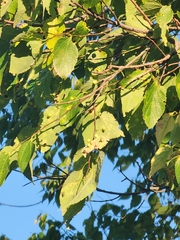 Celtis occidentalis