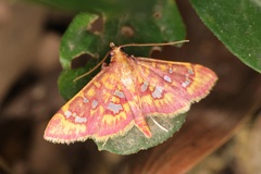 Ischnurges gratiosalis