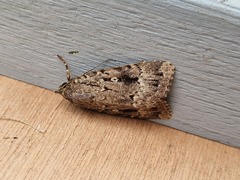 Amphipyra pyramidea