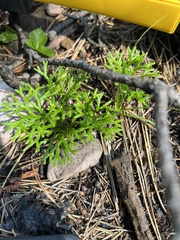 Diphasiastrum complanatum