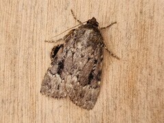 Amphipyra pyramidea