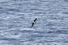 Beck's Petrel photo 2