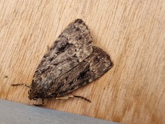 Amphipyra pyramidea