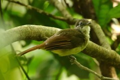 Phyllastrephus albigularis