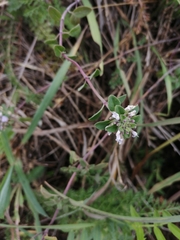 Ziziphora clinopodioides