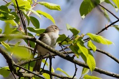 Phylloscopus collybita