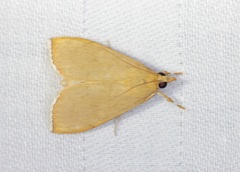 Portentomorphini