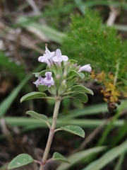 Ziziphora clinopodioides