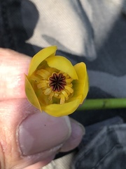 Nuphar microphylla